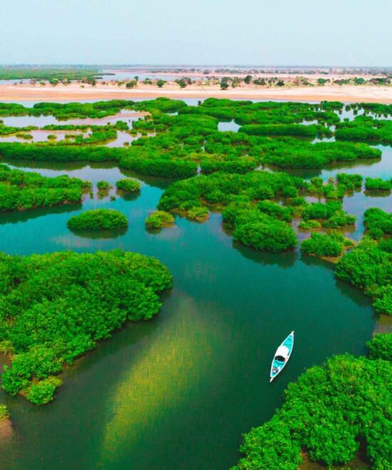 Sénégal Mangrove